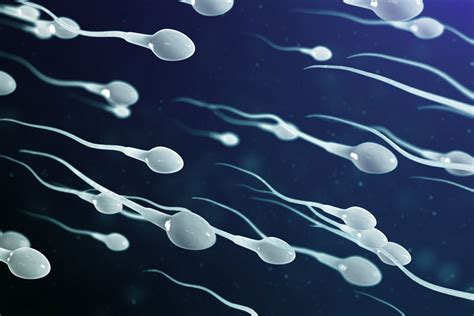 sperm load